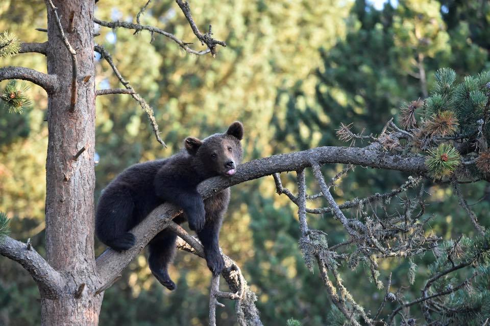 Font-Romeu » PARC ANIMALIER - Font-Romeu